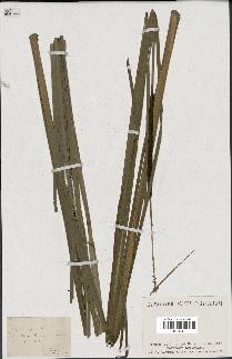 spécimen de Typha angustifolia
