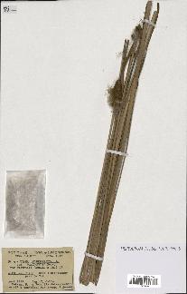spécimen de Typha angustifolia
