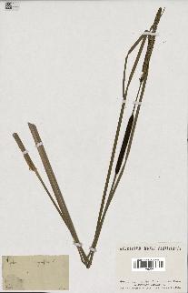 spécimen de Typha angustifolia
