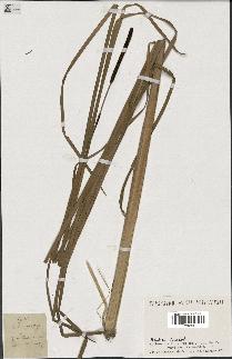 spécimen de Typha angustifolia