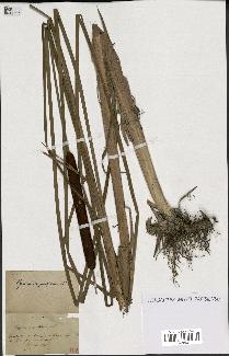 spécimen de Typha angustifolia