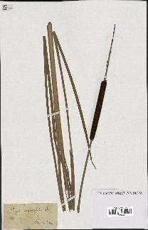 spécimen de Typha angustifolia
