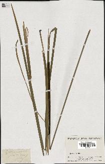 spécimen de Typha angustifolia