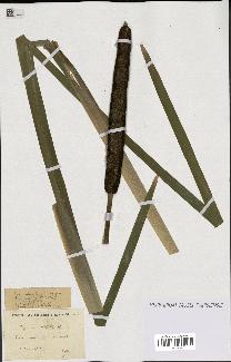 spécimen de Typha latifolia
