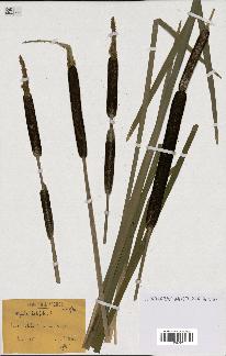 spécimen de Typha latifolia