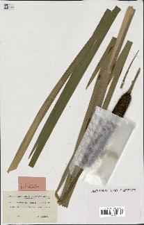 spécimen de Typha latifolia