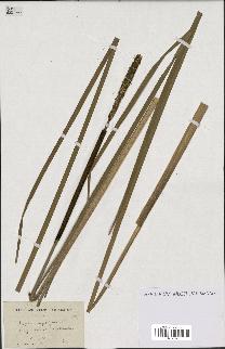 spécimen de Typha angustifolia