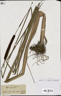 spécimen de Typha angustifolia