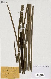 spécimen de Typha angustifolia