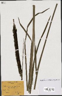 spécimen de Typha angustifolia