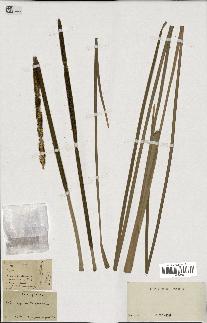 spécimen de Typha angustifolia