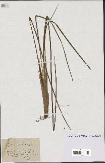 spécimen de Typha minima