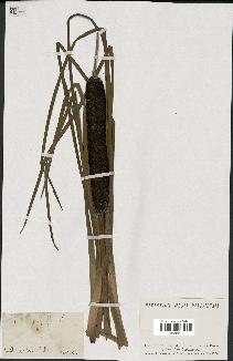 spécimen de Typha angustifolia