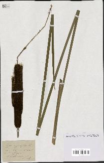 spécimen de Typha angustifolia