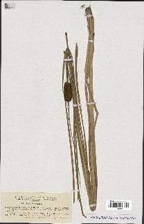 spécimen de Typha laxmannii