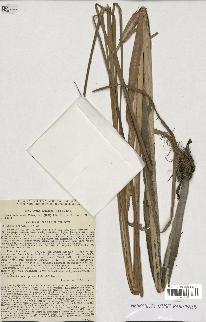 spécimen de Typha laxmannii