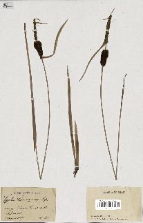 spécimen de Typha laxmannii