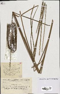 spécimen de Typha laxmannii