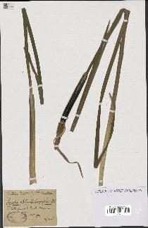 spécimen de Typha shuttleworthii