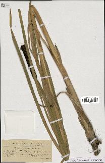 spécimen de Typha shuttleworthii