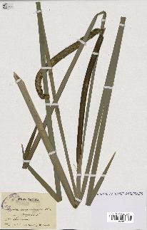 spécimen de Typha latifolia x angustifolia