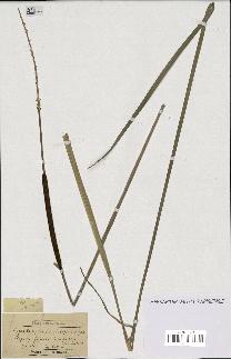 spécimen de Typha latifolia x angustifolia