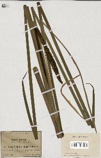 spécimen de Typha gracilis