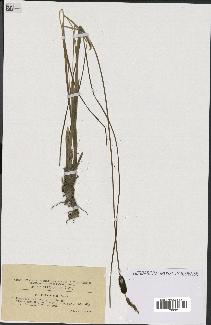 spécimen de Typha minima