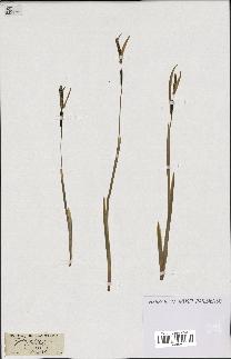 spécimen de Typha minima