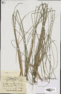 spécimen de Typha minima