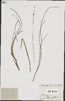 spécimen de Typha minima