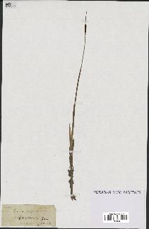 spécimen de Typha minima