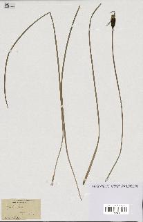 spécimen de Typha minima