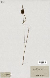 spécimen de Typha minima