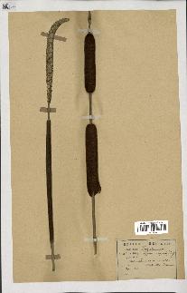 spécimen de Typha angustifolia