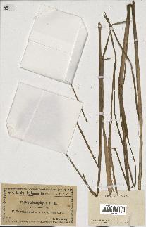 spécimen de Typha angustifolia