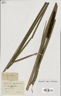 spécimen de Typha angustifolia