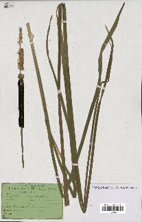 spécimen de Typha angustifolia