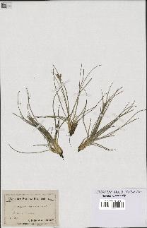 spécimen de Juncus squarrosus