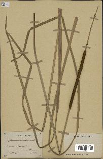 spécimen de Typha australis