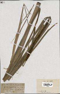 spécimen de Typha angustata