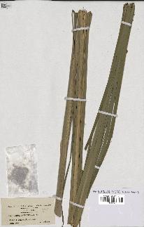 spécimen de Typha angustifolia