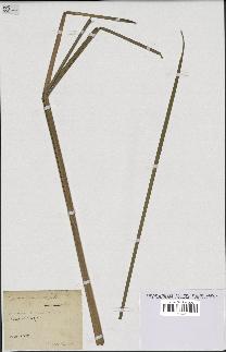 spécimen de Typha angustifolia