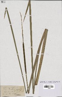 spécimen de Typha angustifolia