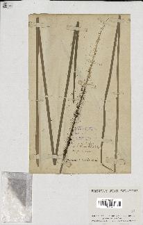 spécimen de Typha angustifolia