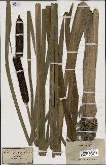 spécimen de Typha latifolia