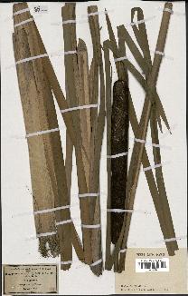 spécimen de Typha latifolia
