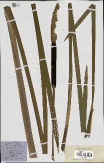 spécimen de Typha latifolia