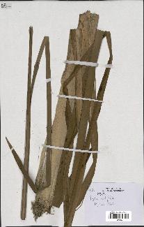spécimen de Typha latifolia