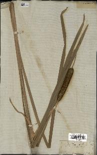 spécimen de Typha latifolia